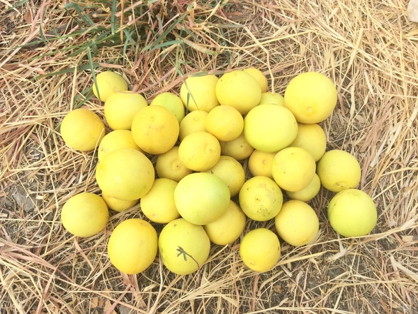 we have harvested half a ton of lemons since August